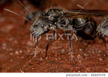 Adult Female Carpenter Queen Ant 86684549