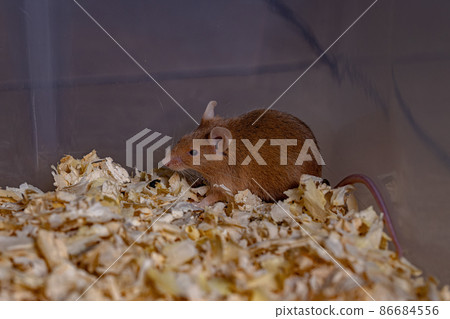 Small House Mouse Small House Mouse 86684556