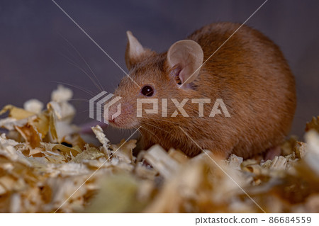 Small House Mouse 86684559