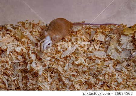 Small House Mouse Small House Mouse 86684563