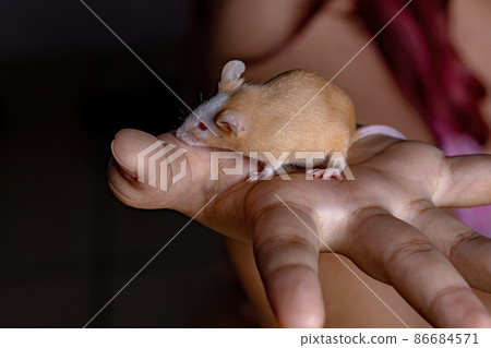 Small House Mouse 86684571
