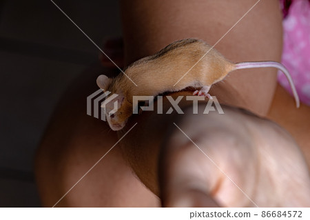 Small House Mouse 86684572