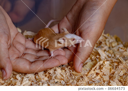 Small House Mouse 86684573