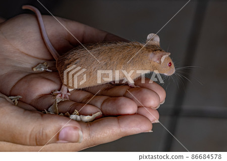 Small House Mouse 86684578