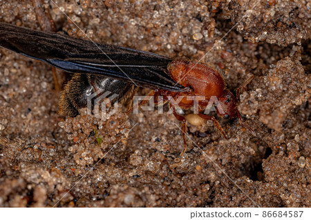 Adult Fire Ant Adult Fire Ant 86684587