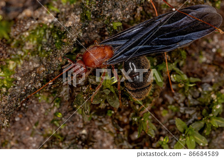 Adult Fire Ant Adult Fire Ant 86684589