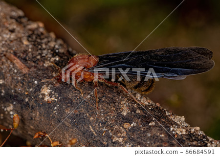 Adult Fire Ant Adult Fire Ant 86684591
