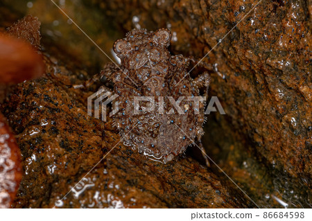 Adult Toad Bug Adult Toad Bug 86684598