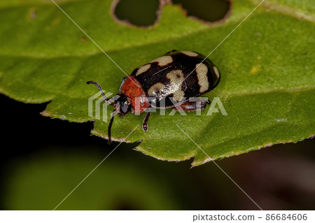 Adult Flea Beetle 86684606