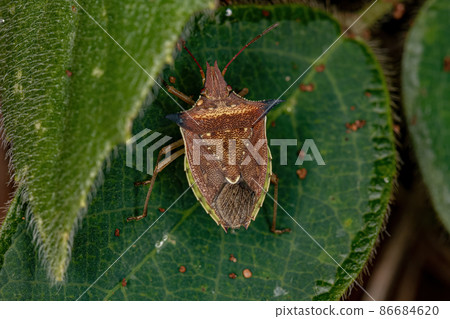 adult Green belly bug adult Green belly bug 86684620
