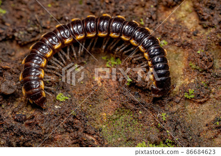 Small Long flange Millipede Small Long flange Millipede 86684623