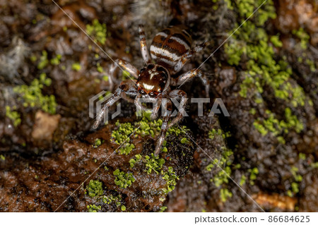 Adult Female Jumping Spider Adult Female Jumping Spider 86684625