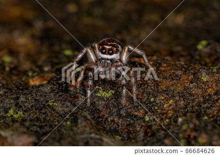 Adult Female Jumping Spider Adult Female Jumping Spider 86684626