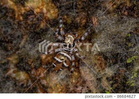 Adult Female Jumping Spider Adult Female Jumping Spider 86684627