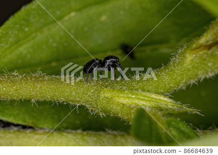 Small Black Jumping Spider 86684639