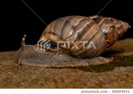 Common Land Snail Common Land Snail 86684641