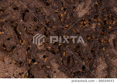 Adult Nasute Termites 86684643