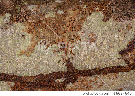 Adult Nasute Termites 86684646