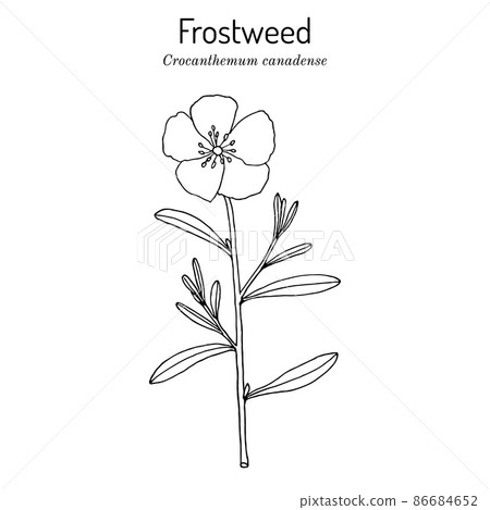 Canada frostweed Helianthemum canadense , medicinal plant Canada frostweed Helianthemum canadense , medicinal plant 86684652