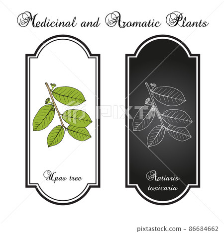 Upas tree Antiaris toxicaria , poisonous plant 86684662