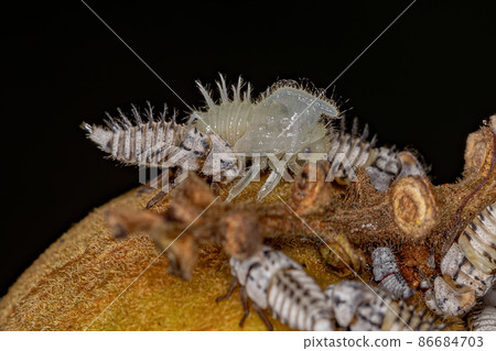 Typical Treehoppers nymph Typical Treehoppers nymph 86684703