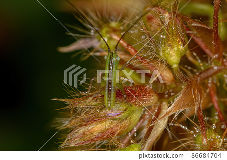 Lesser Meadow Katydid Nymph Lesser Meadow Katydid Nymph 86684704