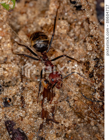 Adult Odorous Ant 86684717