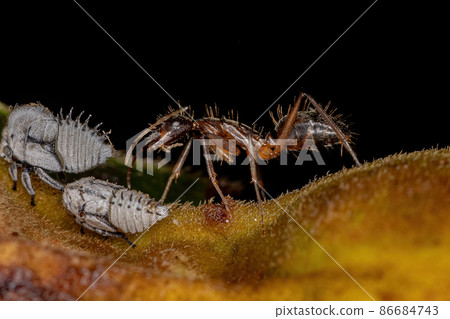 Adult Female Carpenter Ant with Typical Treehoppers nymphs Adult Female Carpenter Ant with Typical Treehoppers nymphs 86684743