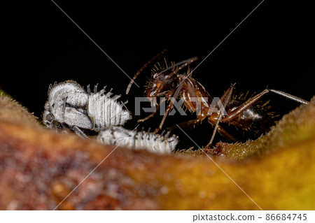 Adult Female Carpenter Ant with Typical Treehoppers nymphs 86684745