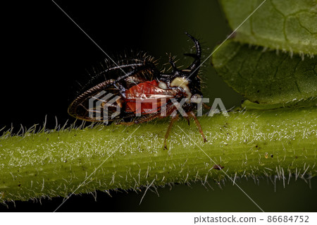 Adult Treehopper Insect Adult Treehopper Insect 86684752