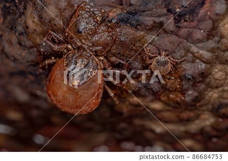 Two Bont Ticks Two Bont Ticks 86684753