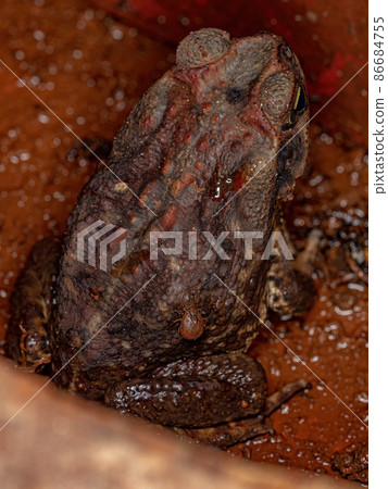 Adult Cururu Toad Adult Cururu Toad 86684755