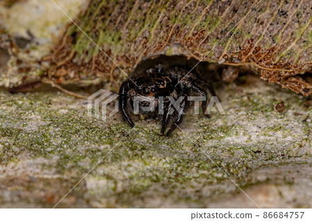 Small jumping spider 86684757
