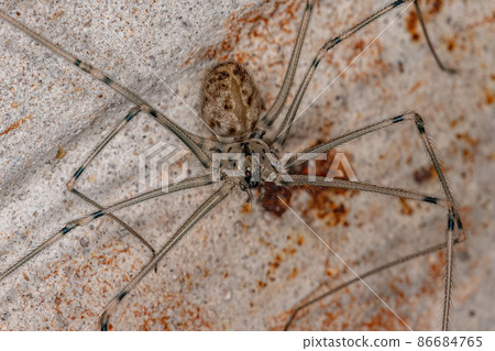 Adult Female Short-bodied Cellar Spider Adult Female Short-bodied Cellar Spider 86684765