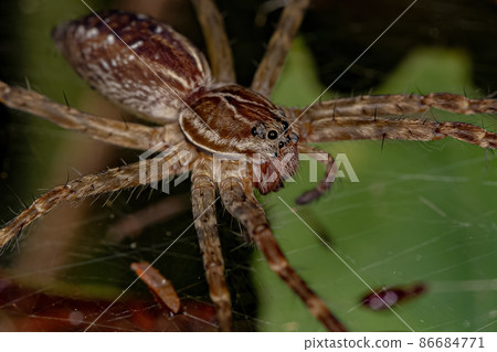 Small Wolf Spider 86684771