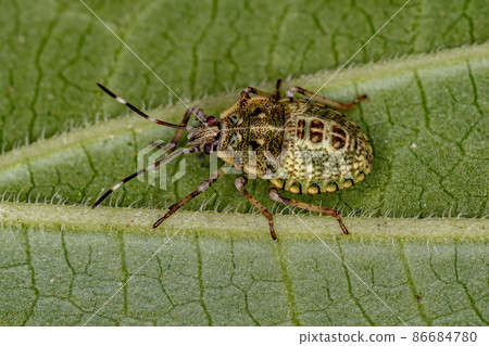 Stink bug Nymph Stink bug Nymph 86684780