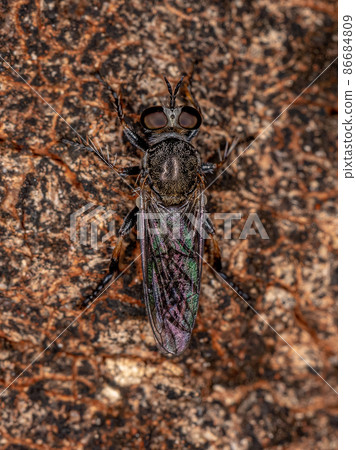 Adult Robber Fly 86684809