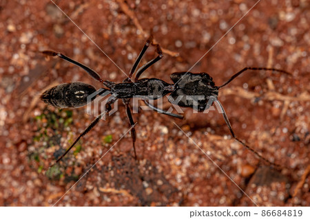 Adult Trap-jaw Ant Adult Trap-jaw Ant 86684819