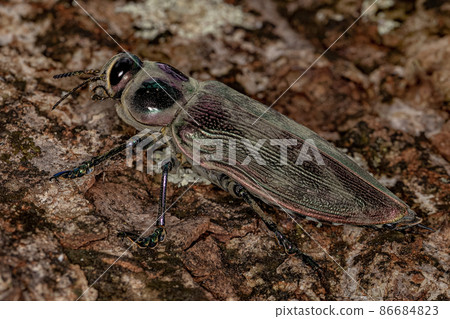 Adult Ceiba Borer Beetle Adult Ceiba Borer Beetle 86684823