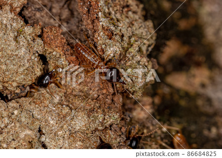 Adult Nasute Termites Adult Nasute Termites 86684825
