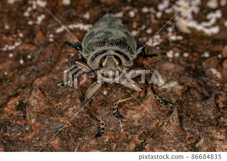 Adult Ceiba Borer Beetle Adult Ceiba Borer Beetle 86684835