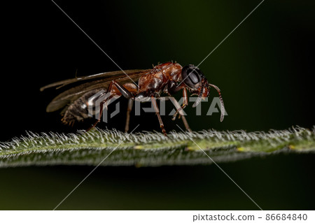 Adult Twig Queen Ant 86684840