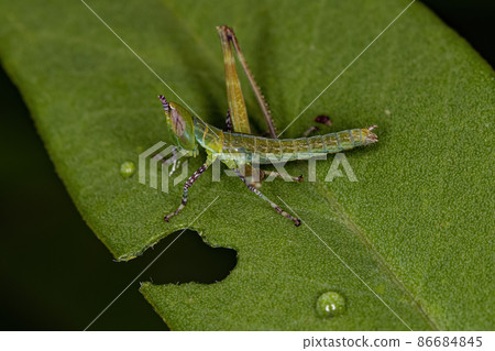 Monkey Grasshopper Nymph 86684845