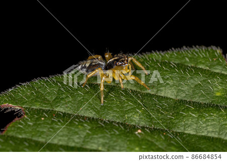Small Jumping Spider Small Jumping Spider 86684854