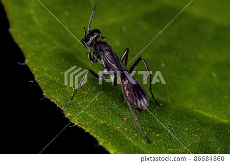 Adult Spider Wasp 86684860