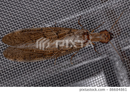 Adult Female Dobsonfly Insect Adult Female Dobsonfly Insect 86684861