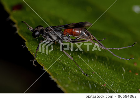Adult Spider Wasp 86684862