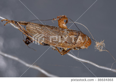 Dead Small Typical Leafhopper 86684868