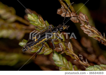 Adult Soldier Beetle 86684869