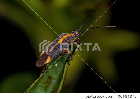 Adult Plant Bug Adult Plant Bug 86684873
